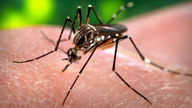 The Zika Crisis Needs a Global Response