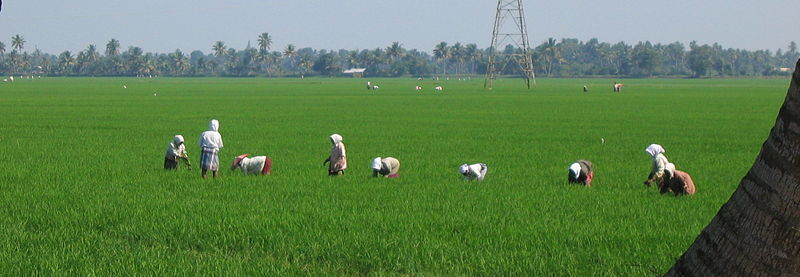 Ethanol from Rice: Let them Eat Cake!